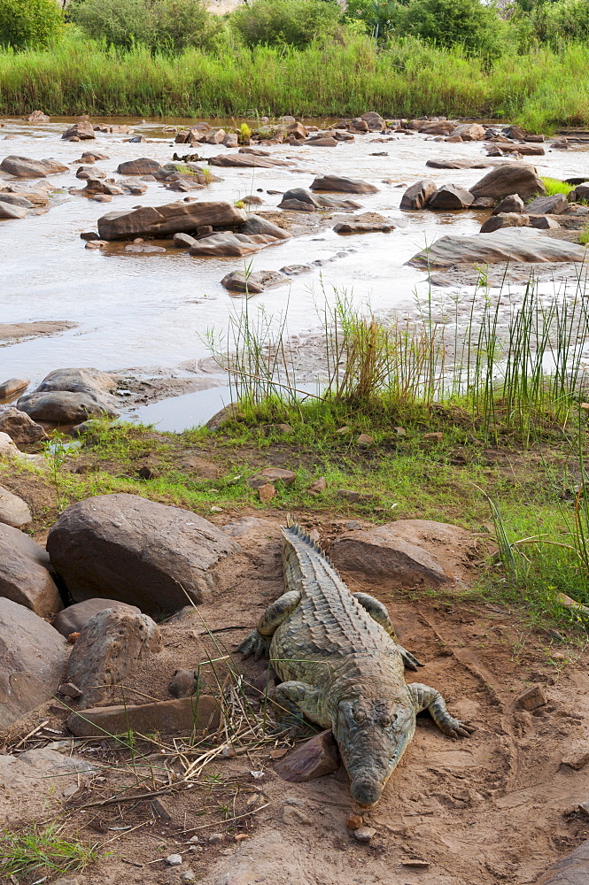 Nile crocodile (Crocodylus niloticus), Tsavo East National Park, Kenya, East Africa, Africa