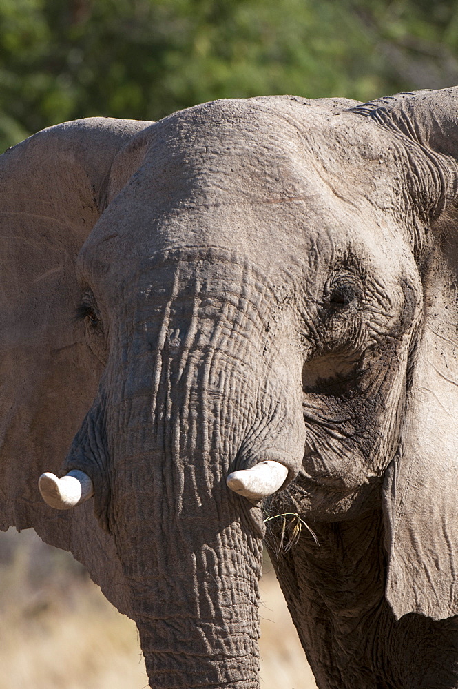 Desert elephant (Loxodonta africana), Skeleton Coast National Park, Namibia, Africa