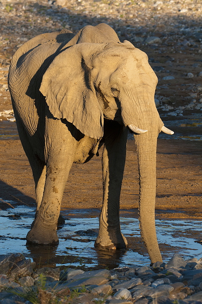 Desert elephant (Loxodonta africana), Skeleton Coast National Park, Namibia, Africa