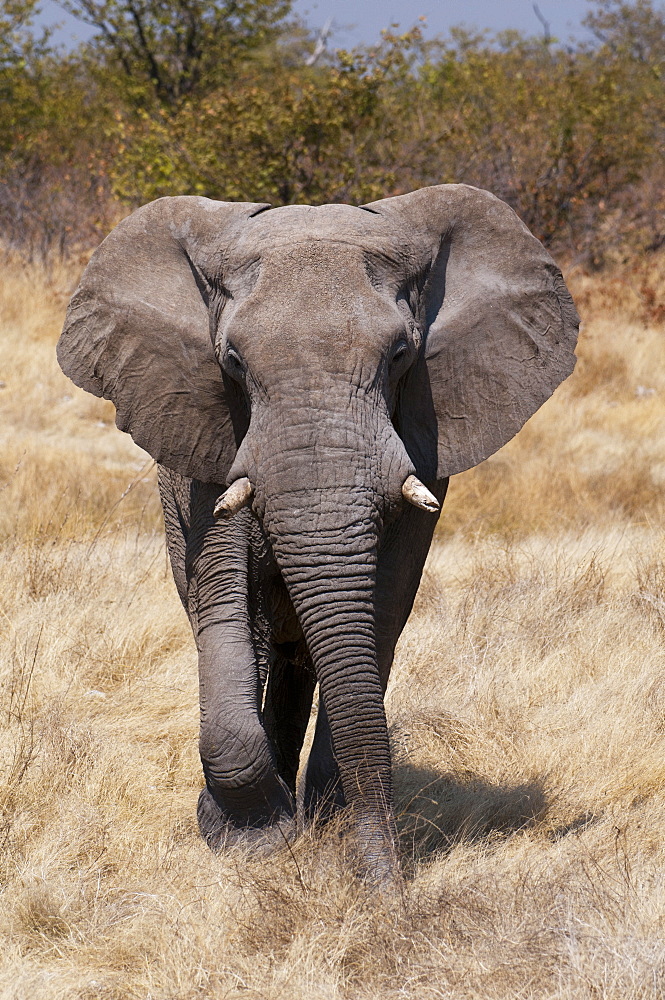 African elephant (Loxodonta africana), Etosha National Park, Namibia, Africa