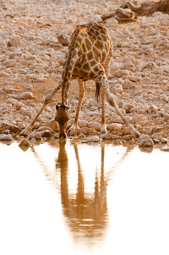 Giraffe (Giraffa camelopardalis), Etosha National Park, Namibia, Africa