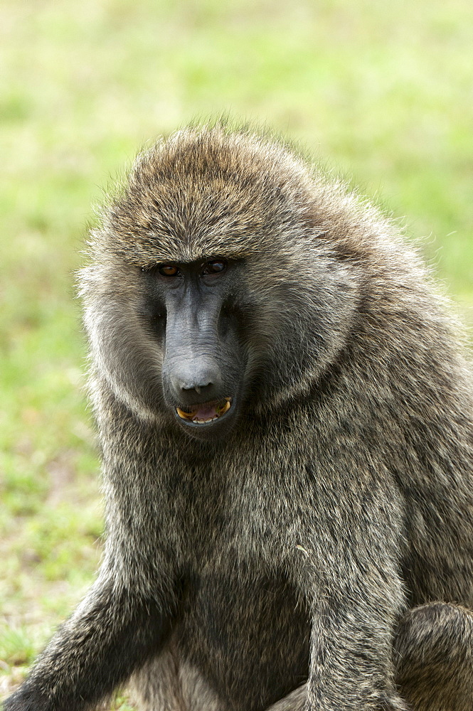 Olive baboon (Papio anubis), Masai Mara, Kenya, East Africa, Africa