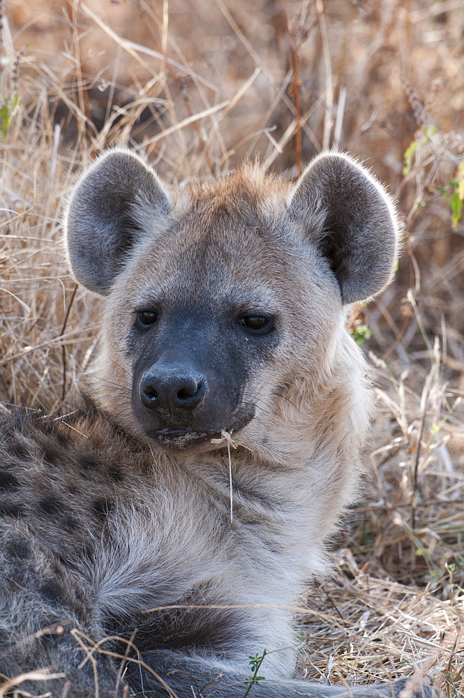 Spotted hyena (Crocuta crocuta), Chief Island, Moremi Game Reserve, Okavango Delta, Botswana, Africa 