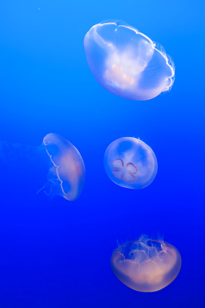 Moon jellyfish (Aurelia labiata) at Monterey Bay aquarium, Monterey, California, United States of America, North America