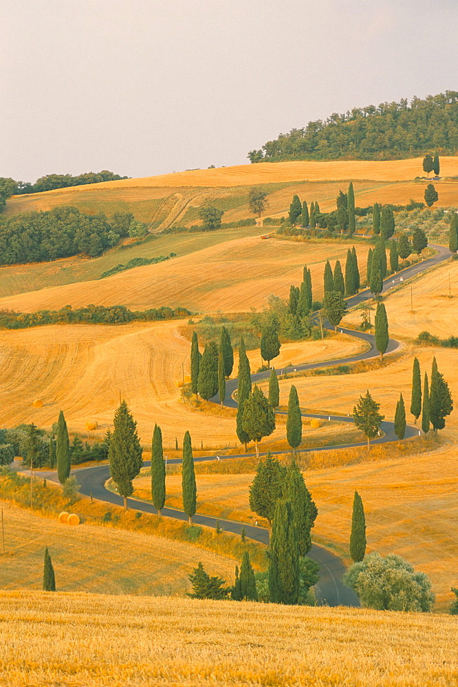 Cypress trees along rural road near Pienza, Val d'Orica, Siena province, Tuscany, Italy, Europe