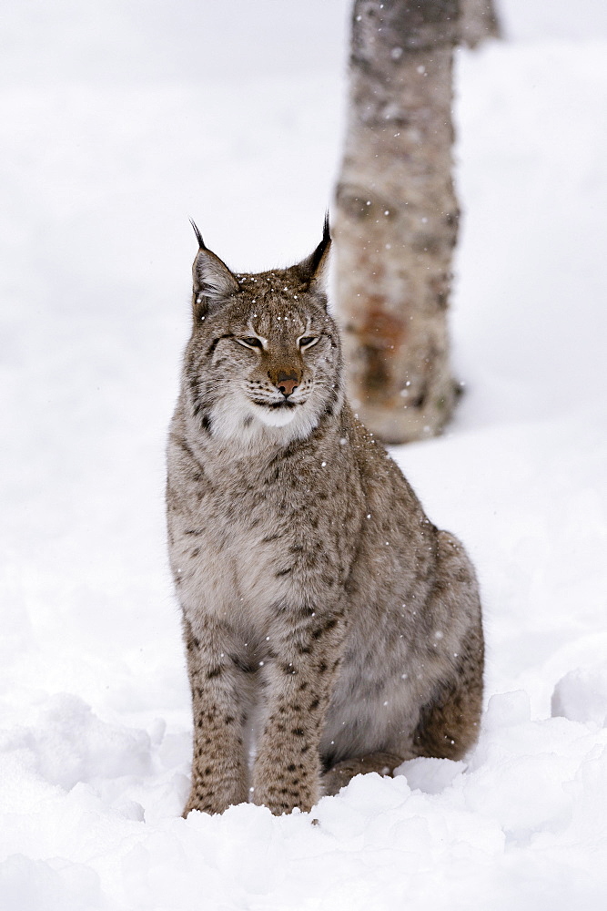 European Lynx (Lynx lynx), Polar Park, Norway, Troms, Norway, Scandinavia, Europe