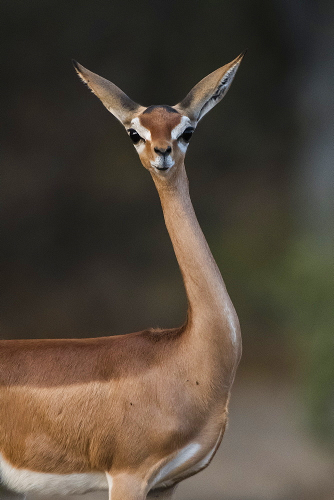 Gerenuk (Litocranius walleri), Samburu National Reserve, Kenya, East Africa, Africa