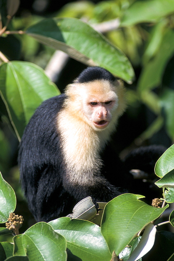 White faced capuchine monkey (Cebus capucinus), Soberania National Park, Gamboa, Panama, Central America