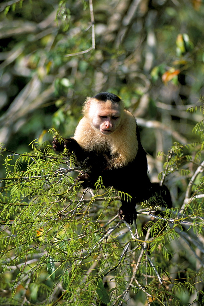 White faced capuchine monkey (Cebus capucinus), Soberania Forest National Park, Gamboa, Panama, Central America