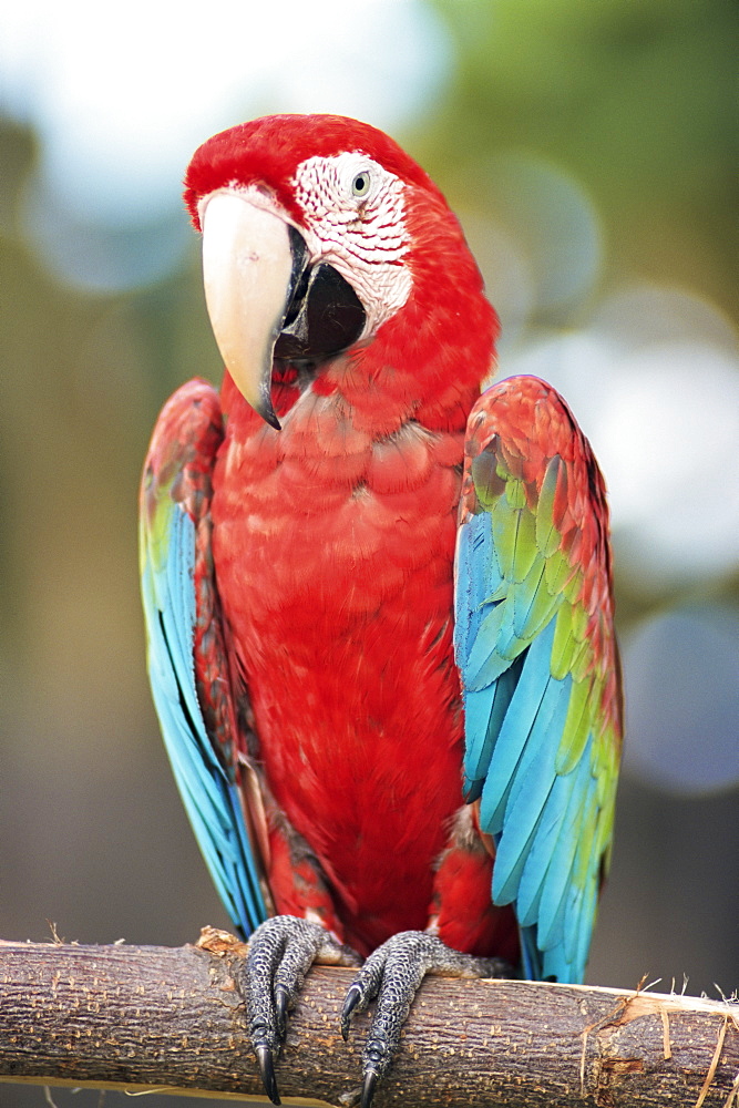 Parrot, Aruba, West Indies, Dutch Caribbean, Central America