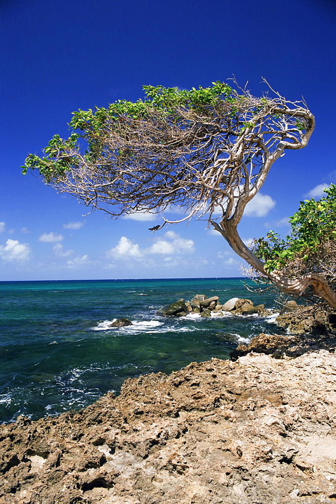 Divi divi tree, Cudarebe Point, Aruba, West Indies, Dutch Caribbean, Central America