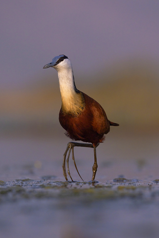 African jacana (Actophilornis africanus), Zimanga game reserve, South Africa, Africa