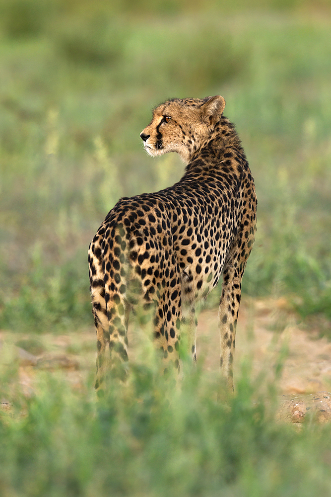 Cheetah (Acinonyx jubatus), Kgalagadi Transfrontier Park, Northern Cape, South Africa, Africa