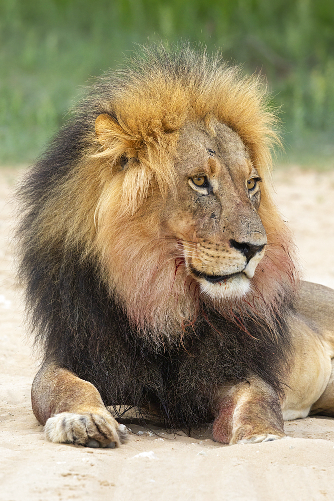 Lion (Panthera leo), Kgalagadi Transfrontier Park, Northern Cape, South Africa, Africa