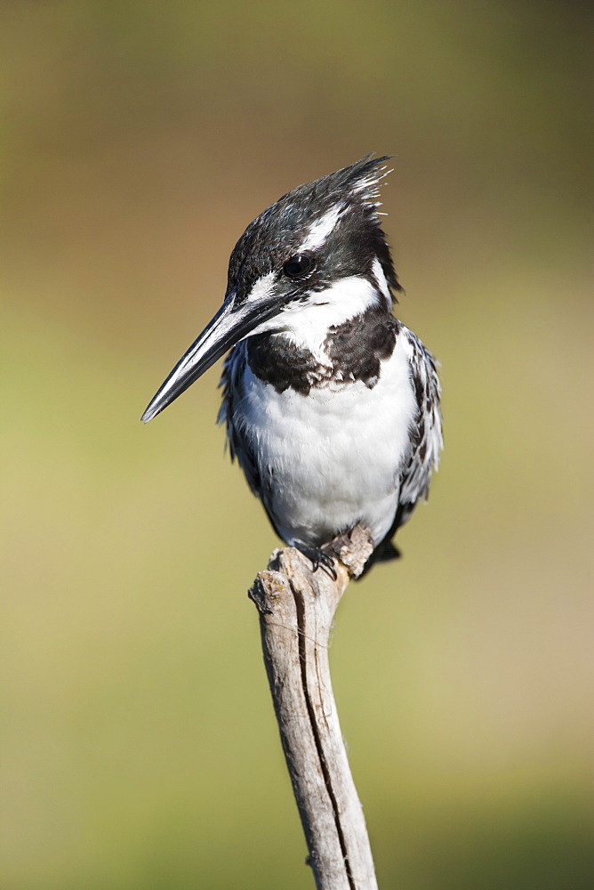 Pied kingfisher (Ceryle rudis), Intaka Island, Cape Town, South Africa, Africa