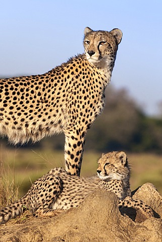 Cheetah (Acinonyx jubatus) with cub, Phinda private game reserve, Kwazulu Natal, South Africa, Africa