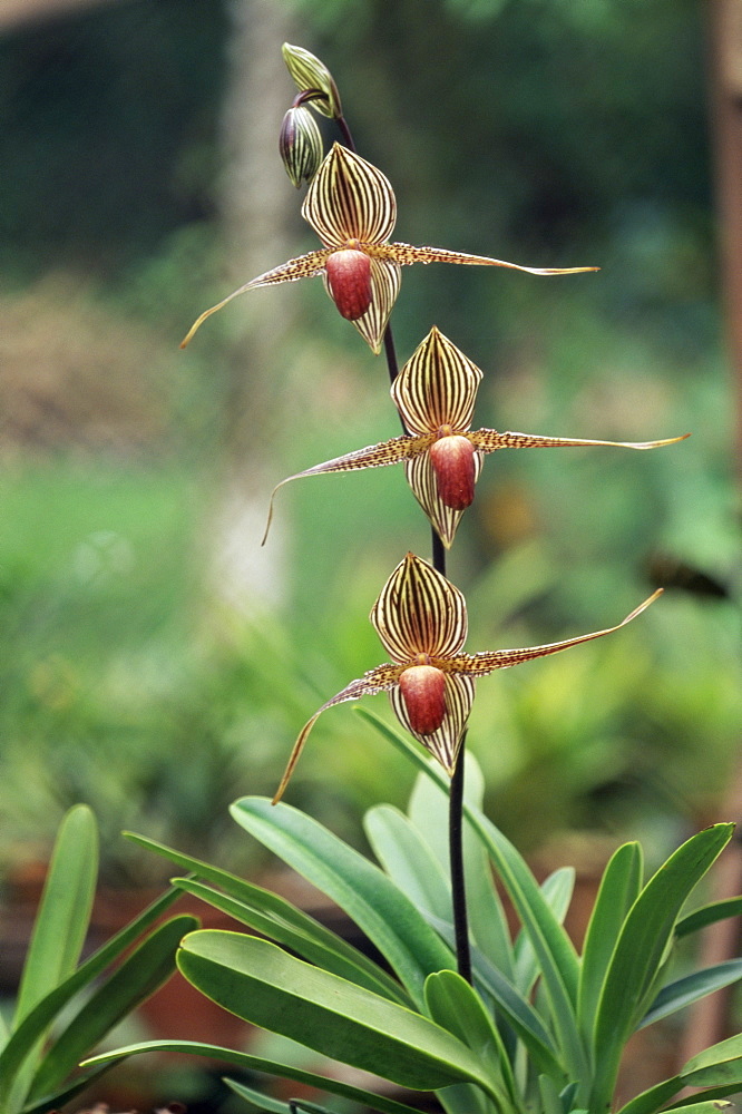 Close-up of a rare orchid flower, Borneo, Asia