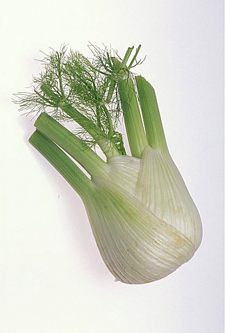 Foeniculum Vulgare, Fennel, Italy