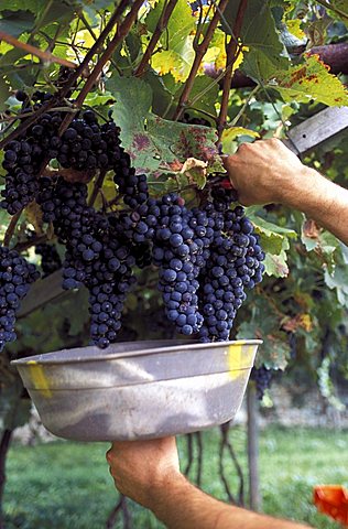 Preparation of Marzemino wine, Marano d'Isera, Trentino, Italy