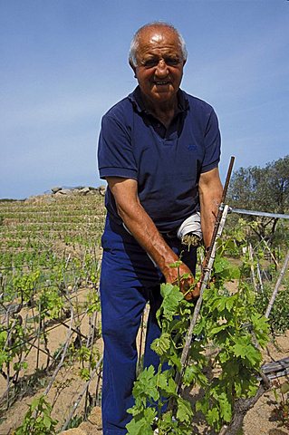 Danilo Bancalà vine-dresser, Fontanuccia, Isola Del Giglio, Tuscany, Italy