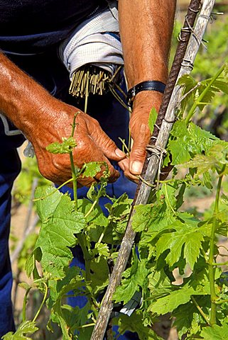 Fastening of Ansonico vine-shoot, Danilo Bancalà vine-dresser, Fontanuccia, Isola Del Giglio, Tuscany, Italy