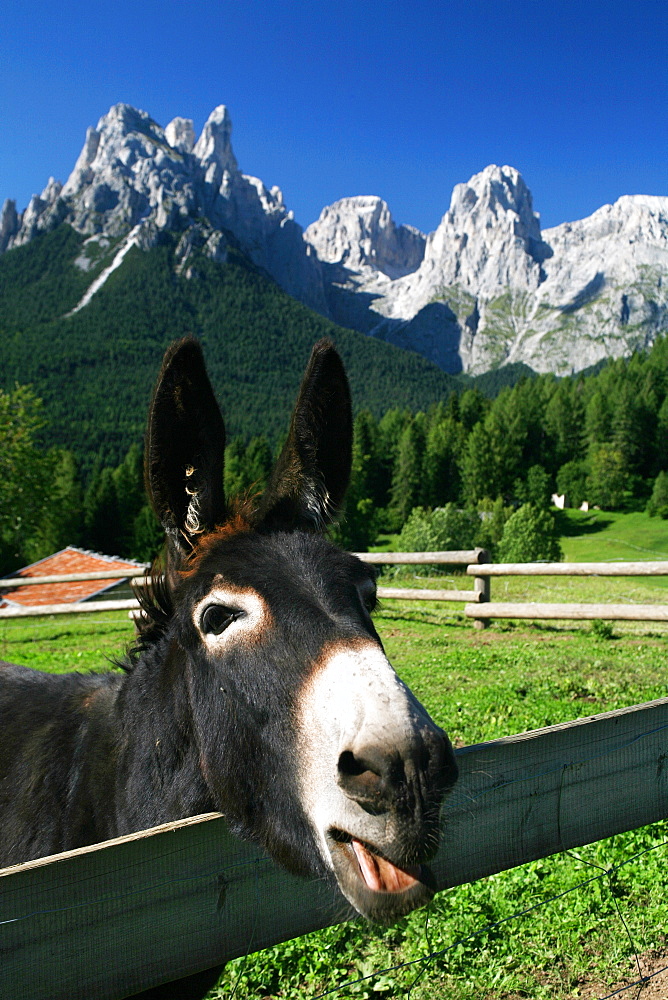 Donkey and (On the background) Pale di San Martino mountain chain, Trentino Alto Adige, Italy 