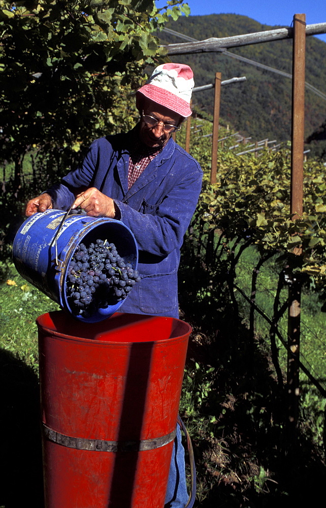 Grape harvest, Val di Cembra, Trentino Alto Adige, Italy