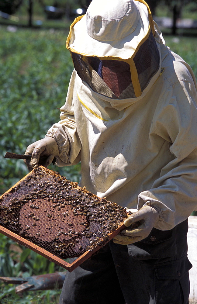 Girardelli beekeeping, Mori, Trentino Alto Adige, Italy