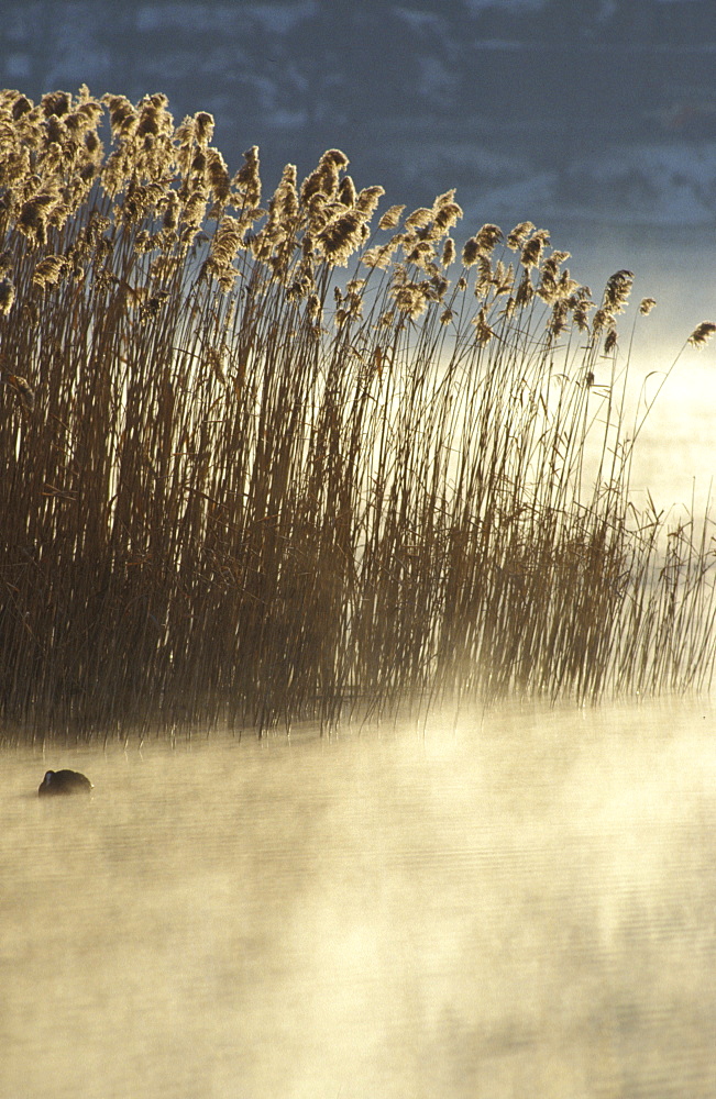 Cane-brake, Caldonazzo lake, Valsugana, Trentino Alto Adige, Italy 