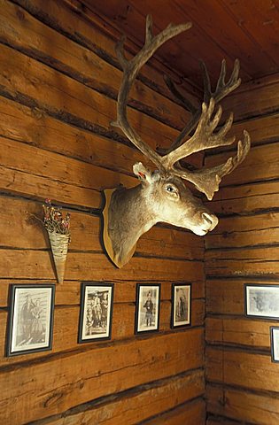 Hunting trophy, Levi, Lappland, Finland, Europe