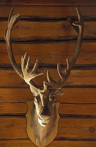 Hunting trophy, Levi, Lappland, Finland, Europe