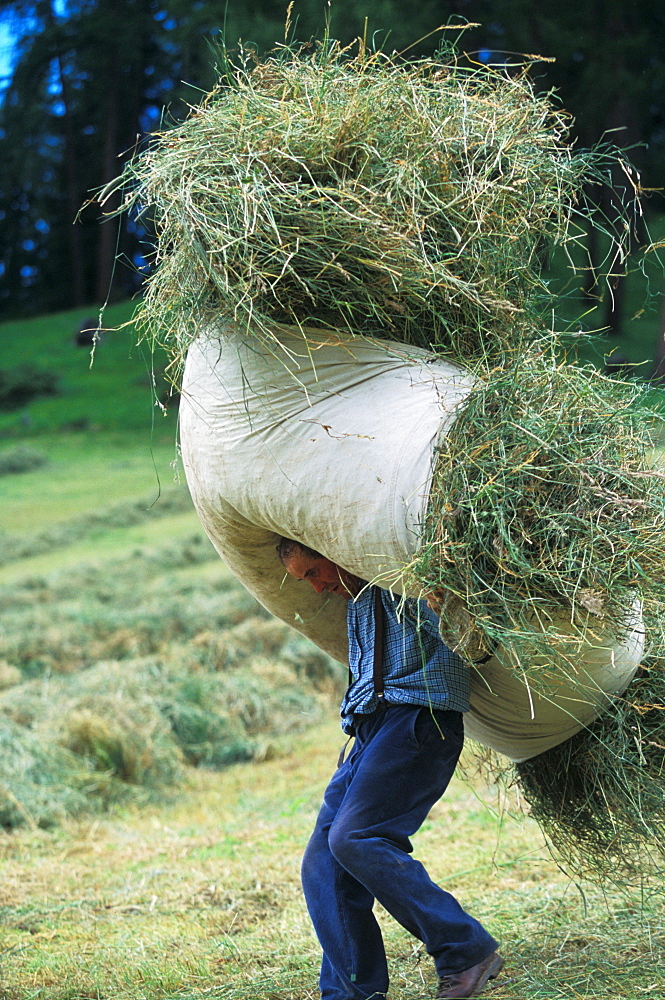 Hay harvesting, Alta Badia, Trentino Alto Adige, Italy 