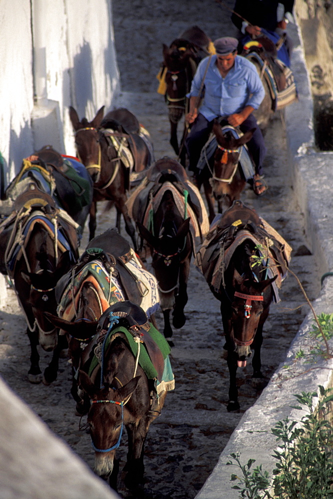 Muletrack, Santorini, Greece, Europe