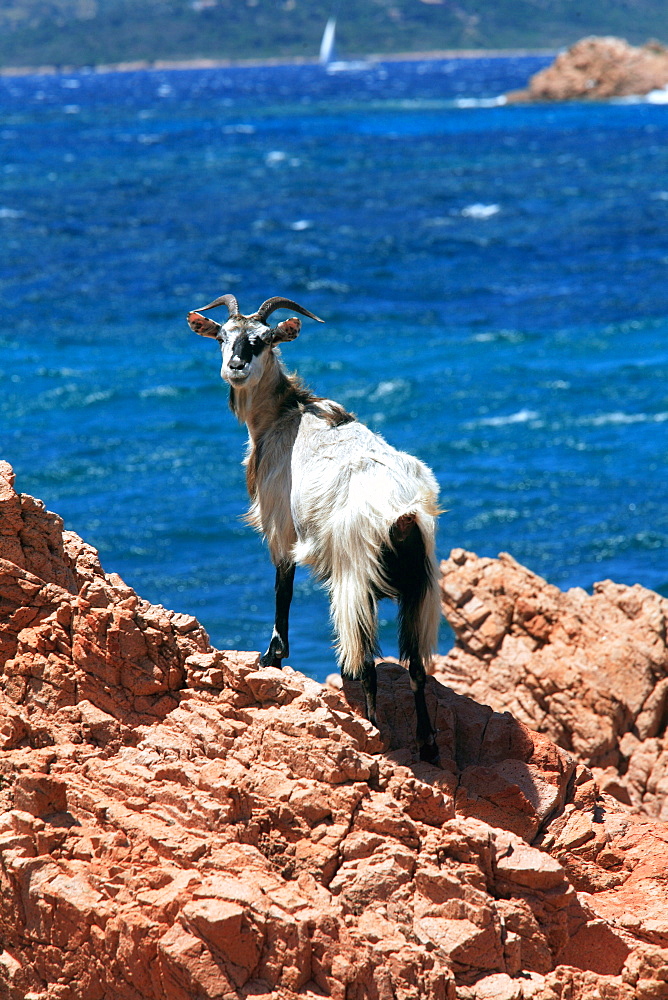 Wild goat, Tavolara island, Loiri Porto San Paolo, Sardinia, Italy, Mediterranean, Europe