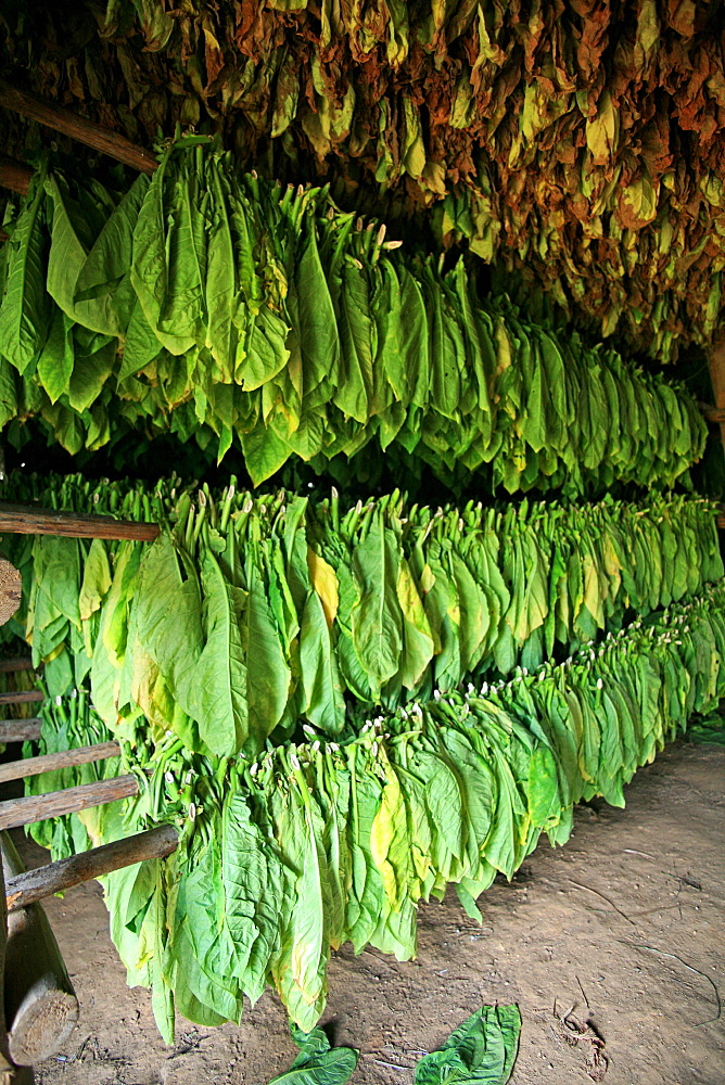 Tobacco's drying process, Vi, Vinales, Cuba, West Indies, Central America