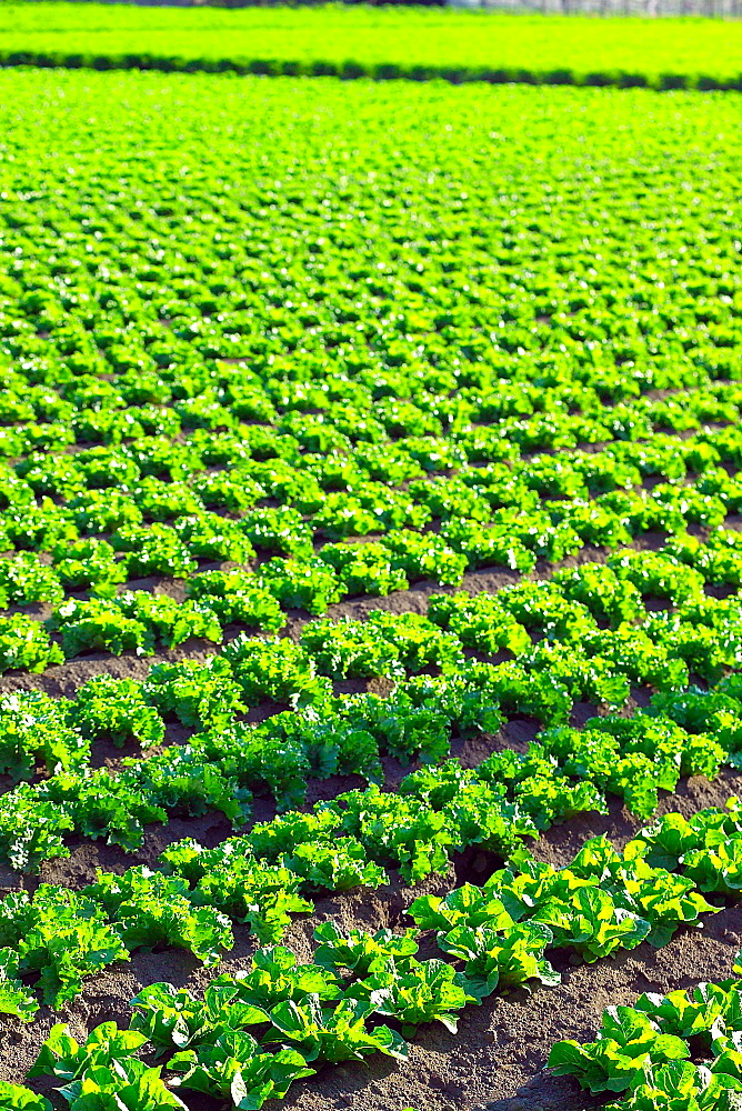Lettuce field, Campania, Italy, Europe