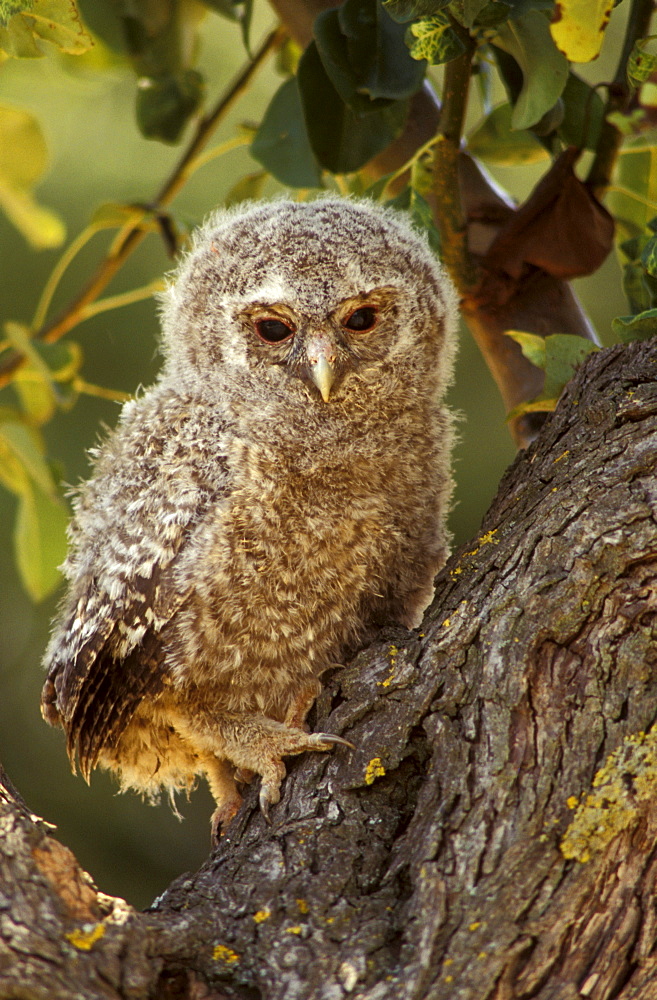 Tawny owl, Italy