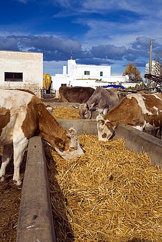 Cows, Zootechnical farm, Ostuni, Puglia, Italy