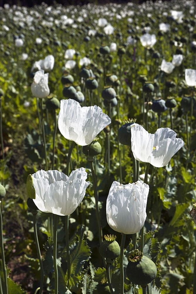 Opium-poppy field, Sögütlü, Turkey, Europe