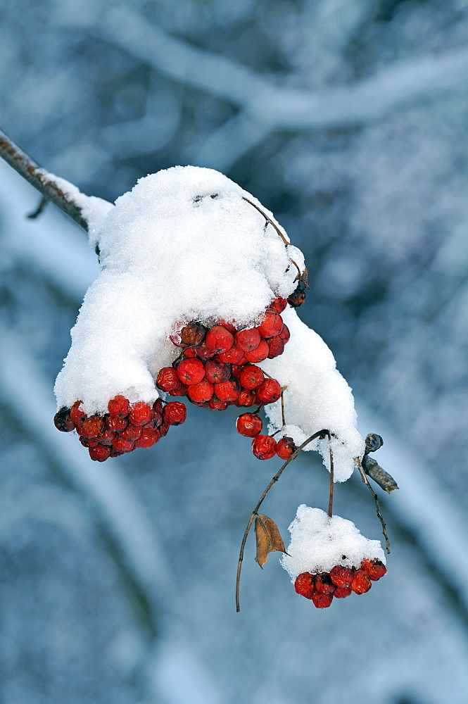 Ripe fruit, Sorbus aucuparia, Italy