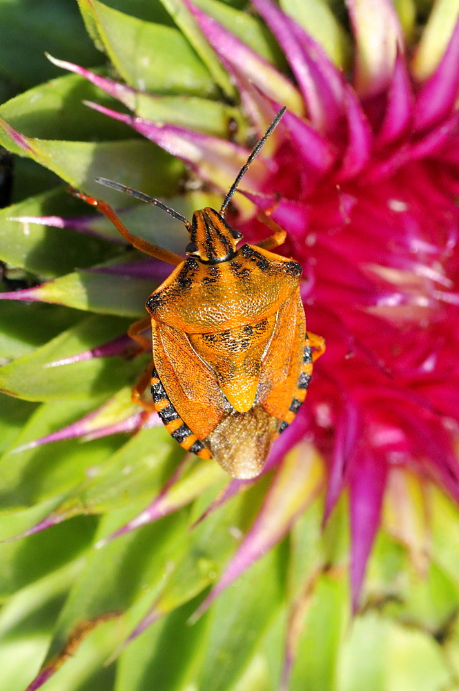 Carpocoris purpureipennis