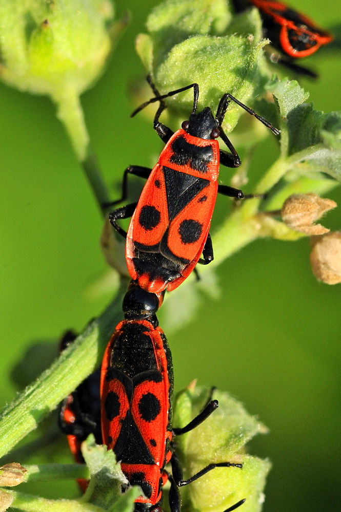 Pyrrhocoris apterus, Firebug