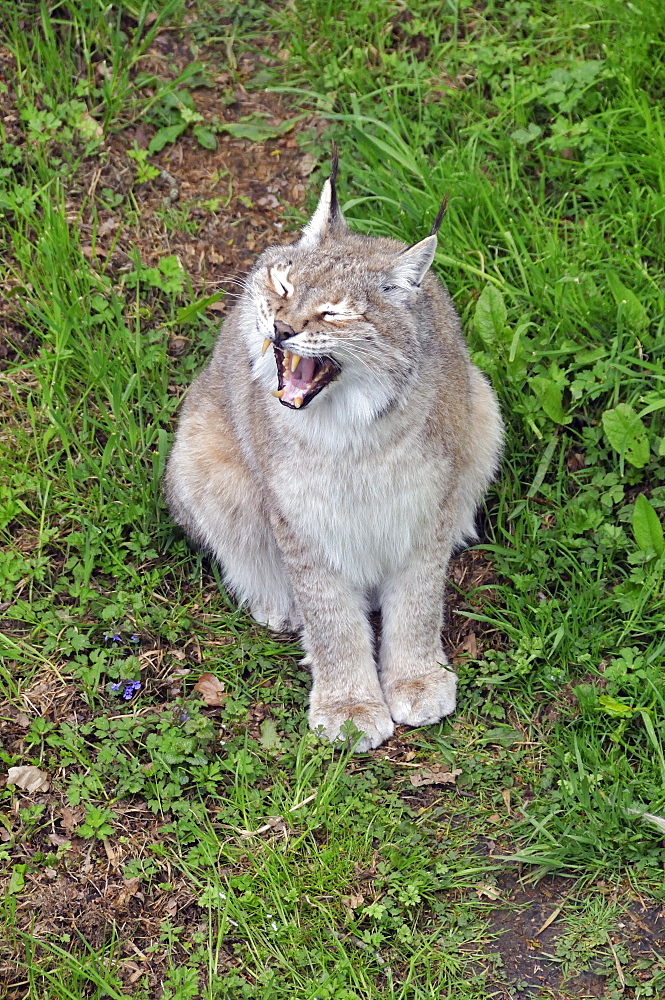 Felix lynx wrangeli, Siberian Lynx