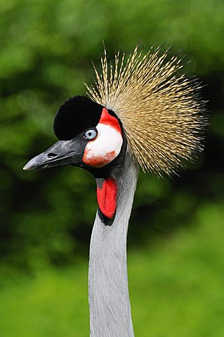 Balearica regulorum, Grey Crowned Crane