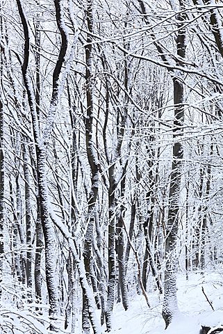 Snow in the wood, Valsassina, Lombardy, Italy