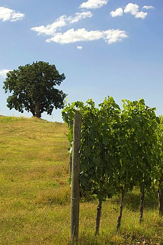 Vineyards, Cantine Arnaldo Caprai, Montefalco, Umbria, Italy, Europe