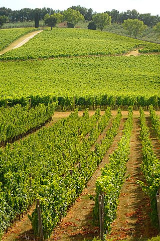 Vineyards, Cantine Arnaldo Caprai, Montefalco, Umbria, Italy, Europe