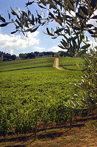 Vigneti, Cantine Arnaldo Caprai, Montefalco, Umbria, Italy, Europe