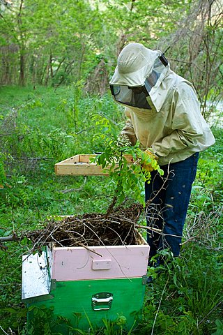 Beekeeper, Vallagarina, Trentino, Italy, Europe