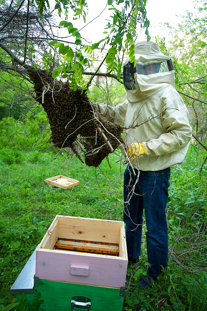 Beekeeper, Vallagarina, Trentino, Italy, Europe